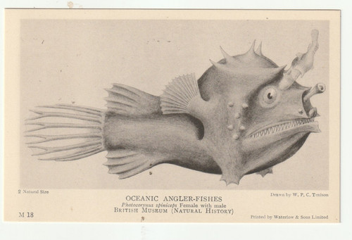 Oceanic angler fish m18 - oceanic,