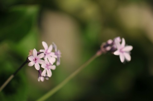 Tulbaghia purple eye plant - purple,
