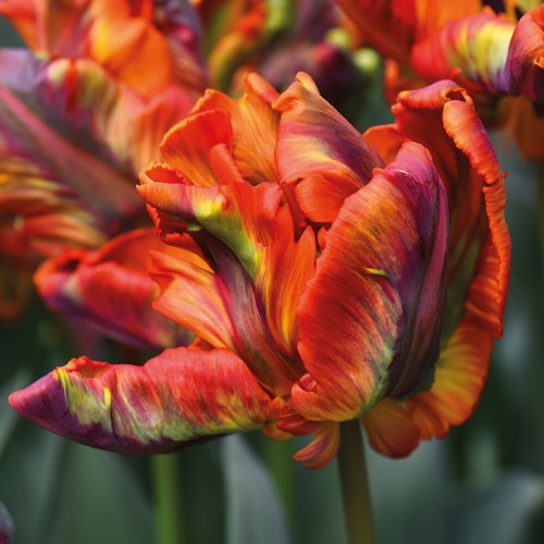 Tulip rasta parrot garden - t&m,