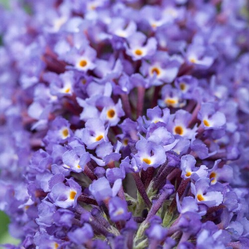 Buddleia davidii nanho - buddleia, 'nanho