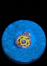 Stratosphere zoa zoanthid - zoa,
