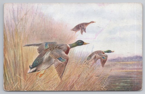 Mallard ducks flying marsh - mallard,