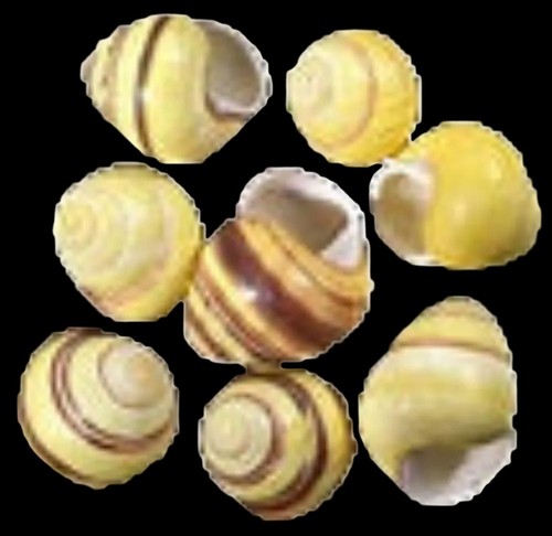 Yellow land snail shells - snail,
