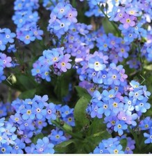 Forget-me-not Hardy Perennial plant ex 9 cm pot