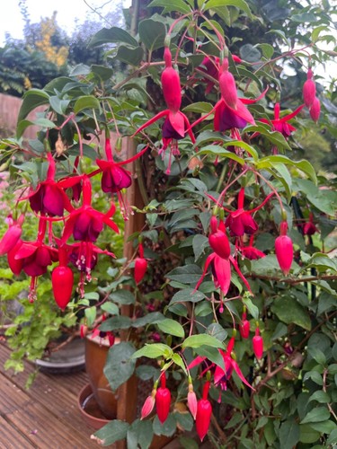 Fuchsia janna roddenhof hardy - fuchsia,