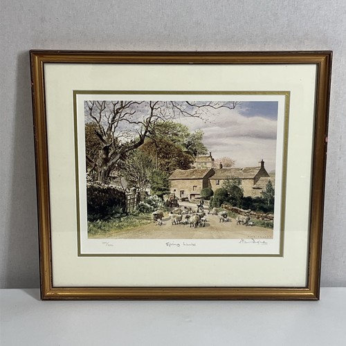 Alan ingham spring lambs - ingham,