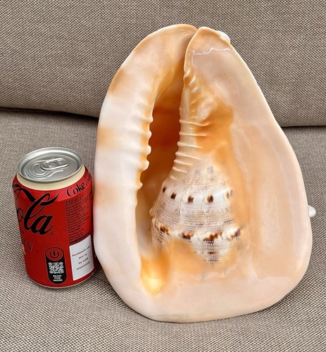 Large queen helmet shell - queen,