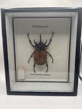 Framed Five-Horn Rhino Beetle (Eupatorus gracilicornis) – Malaysia