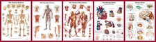 HUMAN ANATOMY ANATOMICAL MEDICAL LIFE A4 A3 A2 A1 POSTERS WALL BUY 1 GET 2 FREE
