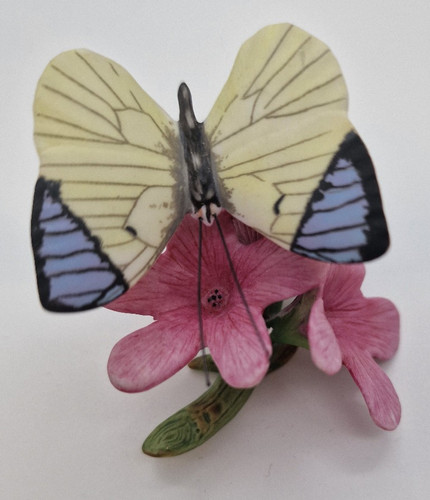 Queen purple tip butterflies - purple,
