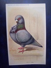 Ephemera Aids to Amateur Pigeons  - The English Owl