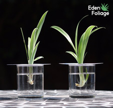 2x BABY SPIDER PLANT!! ROOTED