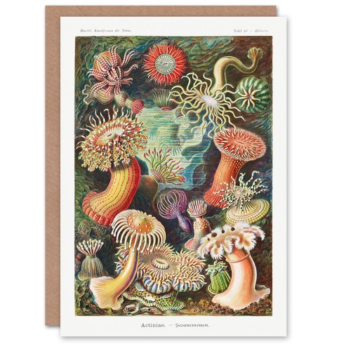 Ernst haeckel art card sea - haeckel,
