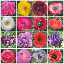 Beautiful mixed poppy seeds