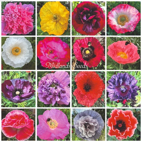 Beautiful mixed poppy seeds