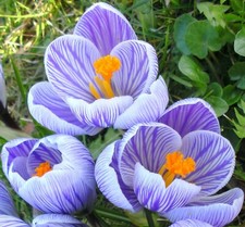 20 x Large Flowering STRIPED CROCUS - PICKWICK Spring Garden BULBS