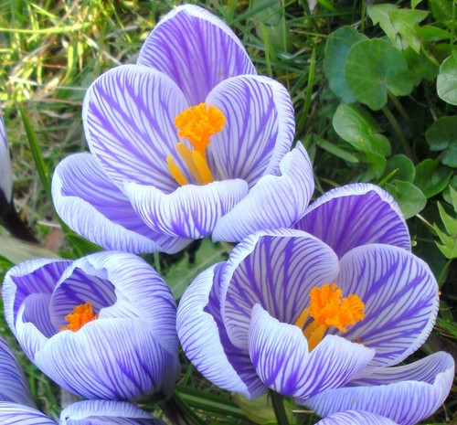 Large flowering striped - large,