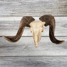 Real Ram Sheep Skull Horns