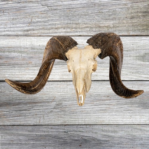 Real ram sheep skull horns - ram,
