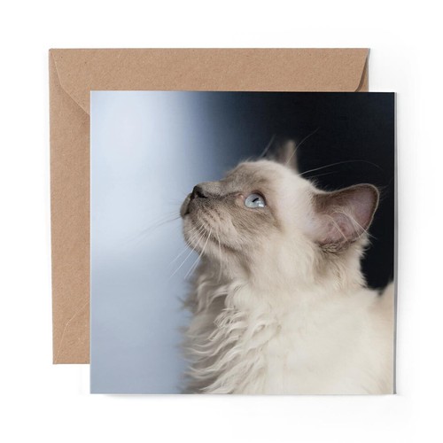 Blank greeting card - greeting, pretty