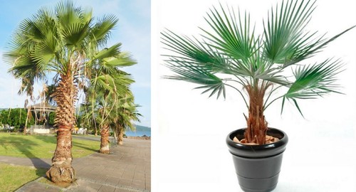 Mexican cotton palm 15 seeds - palm, |