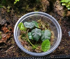 Terrarium Plant Vivarium Ficus pumila 'Arina'  Creeping Fig Rooted Pot Dart frog