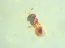 Pliocene amber kenya africa - pliocene,