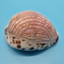 Vintage cowrie shell carved - shell,