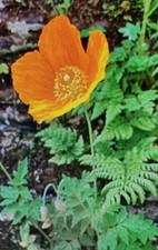 Orange Welsh Poppy  3 bushes