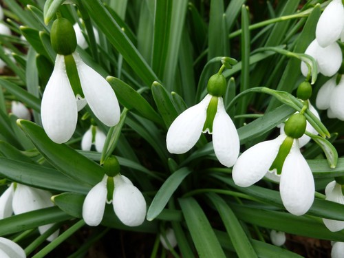 Galanthus merlin - galanthus, 'merlin'