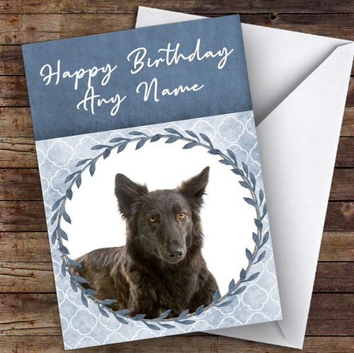 Dutch shepherd dog blue - dog,
