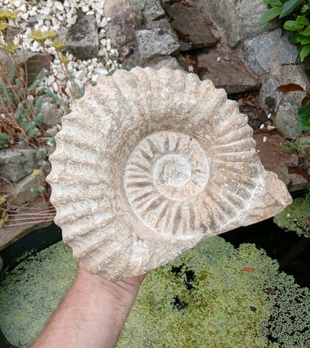 Large fossil ammonite 9kg - large,