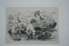 OTTER HOUNDS QUESTING FRED