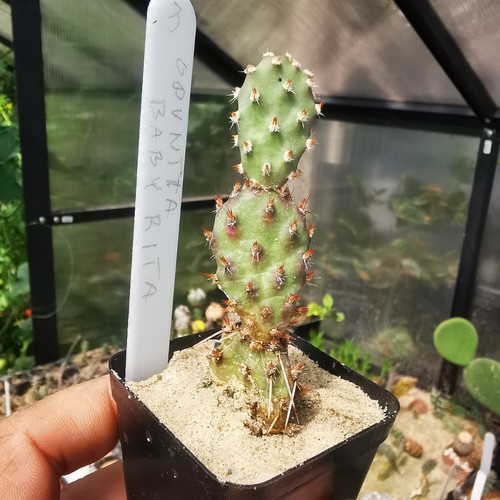 Opuntia baby rita - rita",
