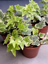 English ivy plant hedera - ivy,