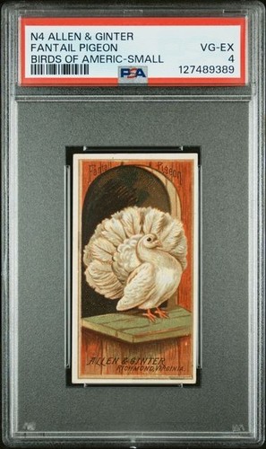 Fantail pigeon 1888 allen - fantail,