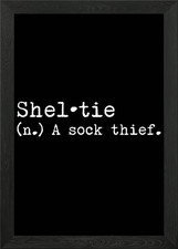 Sheltie Dog A Sock Thief