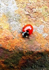 MY BIG FAT CALENDAR 2018