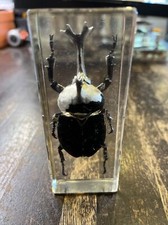 national geographic real life