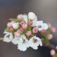 Chanticleer Ornamental Pear