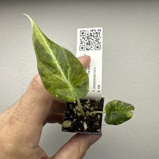 Alocasia black velvet Gold