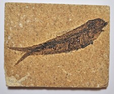 KNIGHTIA ALTA FISH FOSSIL ON A SHALE MATRIX EOCENE EPOCH 56 - 34 MILLION YRS OLD