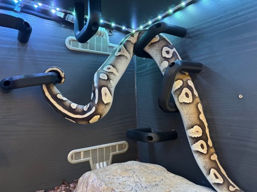Snake enrichment climbing - snake,