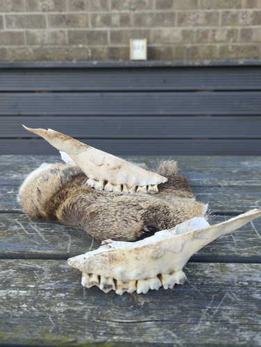Red deer and roe - red,