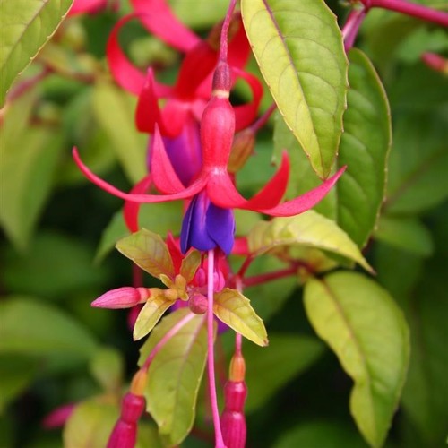 Fuchsia genii 5x 3cm - ‘genii’,