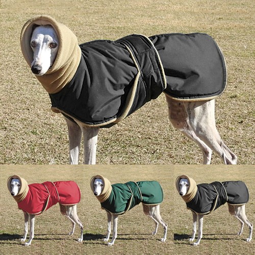 Pet winter high - winter,
