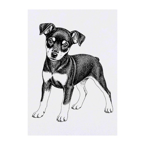 Miniature pinscher puppy - 'miniature, puppy'