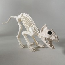 Cat Skeleton Animal Skeleton