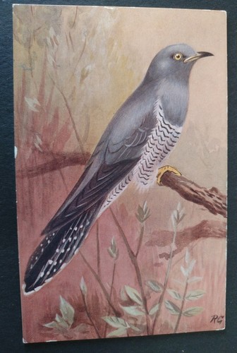 Bird postcard cuckoo - postcard,, artist