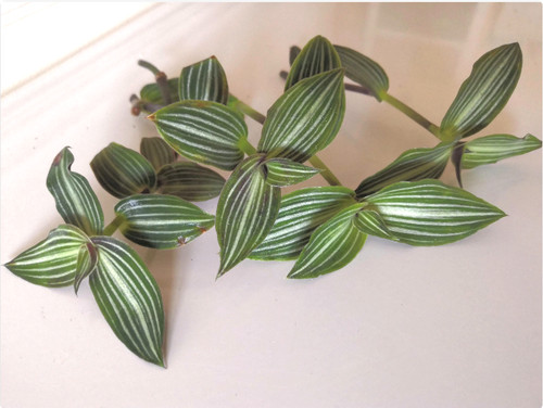 Tradescantia tiana callisia - tiana,